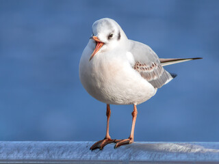Portrait of young black headed gull with winter plumage and open beak against blue background on a sunny day 