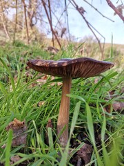 mushrooms in the forest