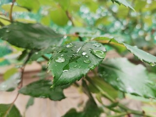 water drops on a green leaf