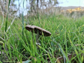 mushrooms in the grass