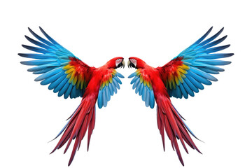 Fototapeta premium macaw flying isolated on white