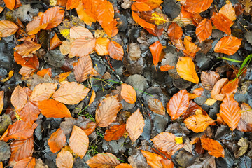 Full frame shot of leaves cover the ground - Powered by Adobe
