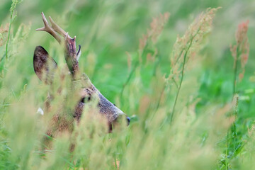 Fototapeta premium Buck deer hidden in the grass 