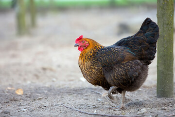 Hen on the farm