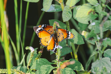 Vibrant Butterfly Wings in Nature's Garden: Delicate Fluttering Insect Captured in Detailed Close-up