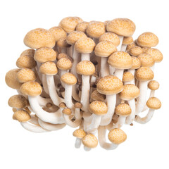 group of edible Hon shimeji mushrooms isolated on white background