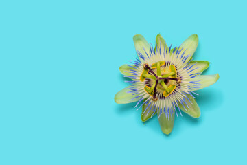 close up of passiflora flower head over blue background, top view