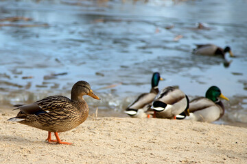 Ducks near the river
