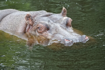 Hippopotamus in the water
