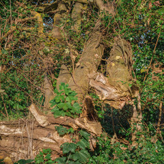 The trunk of a tree fallen from the weather with twisted and gnarled bark. Nature, growth and time concept