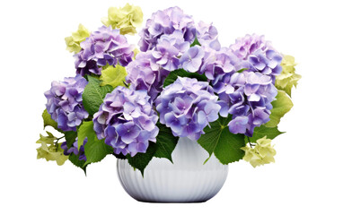 Hydrangea Blossoms On Isolated Background
