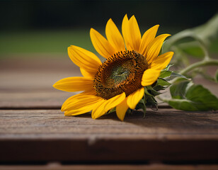 A sunflower is on a wooden board.