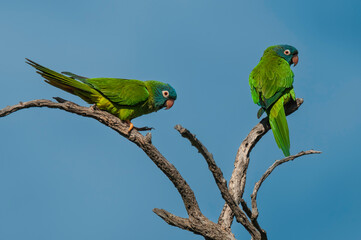 Blue crowned Parakeet,  La Pampa Province, Patagonia, Argentina