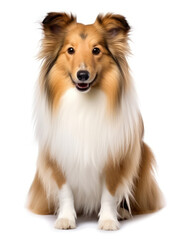 Sheltie Dog Studio Shot Isolated on Clear Background, Generative AI