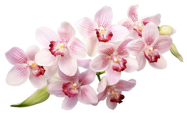 Fototapeta na wymiar White Orchid Blossom On Isolated Background