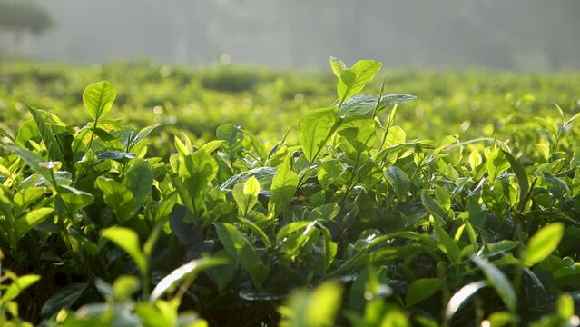 Young green tea leaves in organic farming are growing. Fresh tea leaves on tea plantations in the morning sunlight. Organic tea plantation in Nepal.