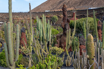 Cactus Garden  by Cesar Manrique in Lanzarote