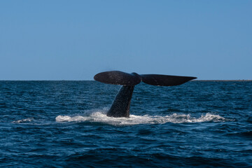 Obraz premium North Atlantic right whale tail lobtailing, endangered species, Patagonia,Argentina