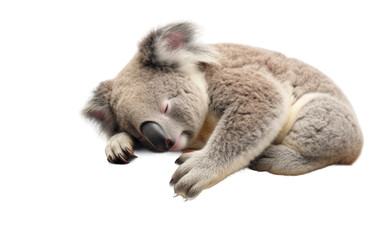 Koala Beauty On Isolated Background