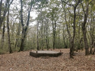 Shady place to rest or picnic in the woods...