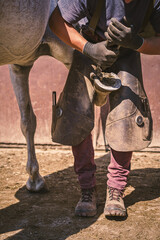 The farrier removes the old horseshoe from the horse's hoof using pliers. Horseshoeing. White horse.