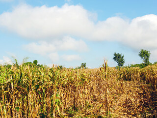 corn field during harvest and blue sky,Dry corn fields ready for harvest