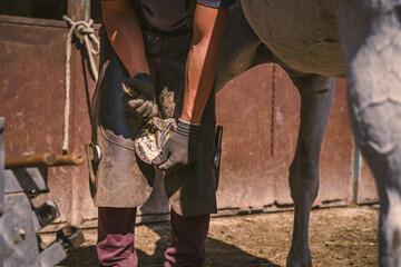 Horseshoeing. The farrier is preparing the hoof. The farrier shortens the hoof wall and removes the...