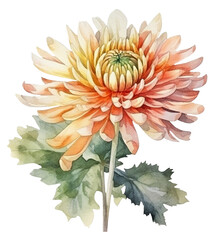 Watercolor illustration of aster flower. Autumn flowers. Transparent background, png. Ai generated.