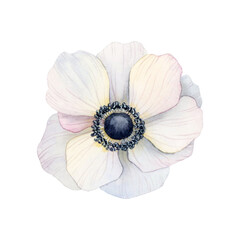 White anemone flower watercolor illustration isolated on white background. Light airy poppy flower for greeting cards, wedding invitation, mothers day designs with hand drawn botanical element