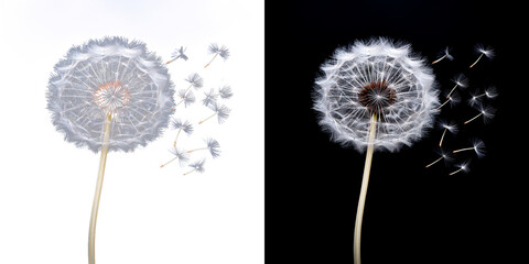 Ethereal Floral Whimsy: Isolated Dandelion with Translucent Seeds