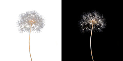 Translucent Dandelion: Delicate Seed Head Illustration on Transparent Background
