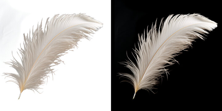 Realistic translucent white feather isolated on transparent background.