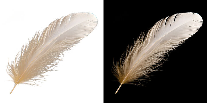 Realistic translucent white feather isolated on transparent background.