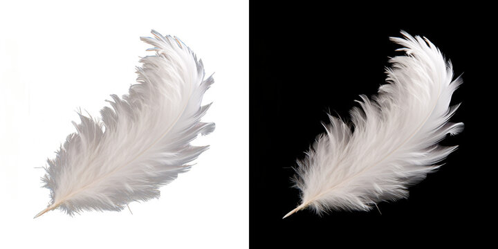 Realistic translucent white feather isolated on transparent background.