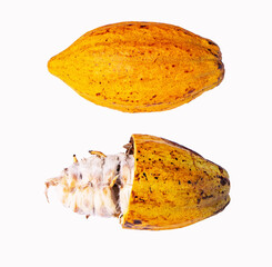 Yellow Cocoa pods old cut and whole in half with seeds isolated on white background. Theobroma cacao. Cocoa beans are often used to make desserts such as ganache and chocolate. Clipping path.