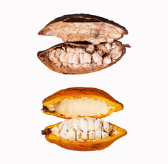 Yellow and brown Cocoa pods old peel off white pellets isolated on white background. Beans are often used to make desserts such as ganache and chocolate. Plant native Central and South America.