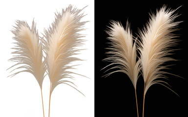 Translucent Pampas Grass: Elegant and Trendy Botanical Plumes Isolated on Transparent Background for Versatile Decor Use