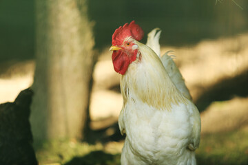 White rooster with red crest