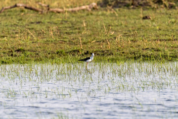 Telephoto shot of Black-winged stilts - Himantopus Himantopus- in the Okavango Delta, Botswana.