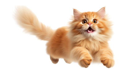 red persian cat isolated on transparent background cutout