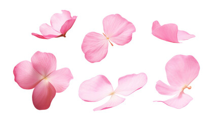 Naklejka premium pink rose petals isolated on transparent background cutout