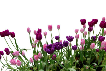 Close-up view of several pink and purple tulips isolated on a png file on a transparent background.