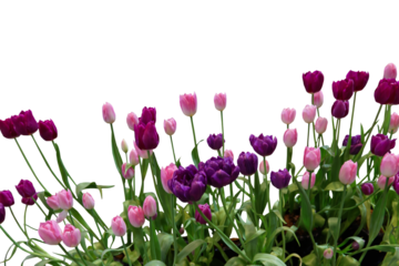 Close-up view of several pink and purple tulips isolated on a png file on a transparent background.