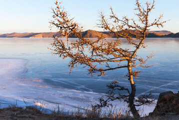 Baikal Lake at sunset in December. View of frozen Kurkut Bay with clear blue ice from shore with beautiful larch tree in sunset light. Winter travel during Christmas holidays. Scenic winter landscape