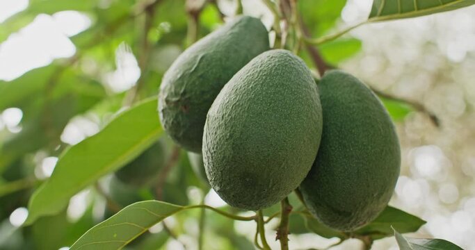 Bunches of avocado fruit growing on a tree in a garden. Growing fresh and organic avocados. High quality 4k footage