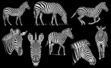 Fototapeta na wymiar Vintage engraving isolated zebra horse set illustration ink sketch. Wild equine background nag mustang animal silhouette art. Black and white hand drawn image