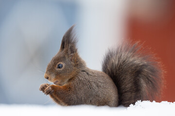 Naklejka na ściany i meble red squirrel in the snow