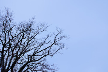  Black and blue. Natural oak tree branches silhouette on a blue background. Silhouettes of a dark gloomy forest with textured trees on a blue background. 