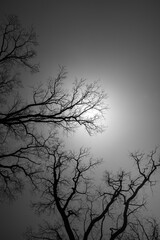 Leafless oak branches. Gothic background. Silhouettes of dark branches of tree with dramatic sky....