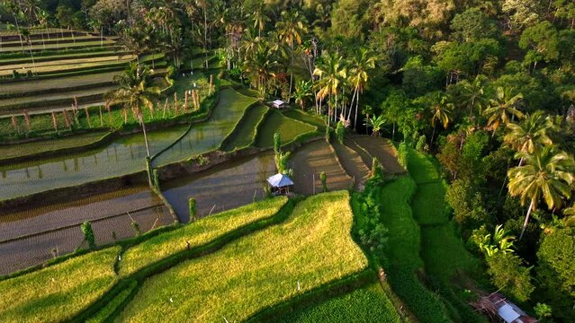 Aerial view of Senaru Rice Terraces, Lombok Indonesia